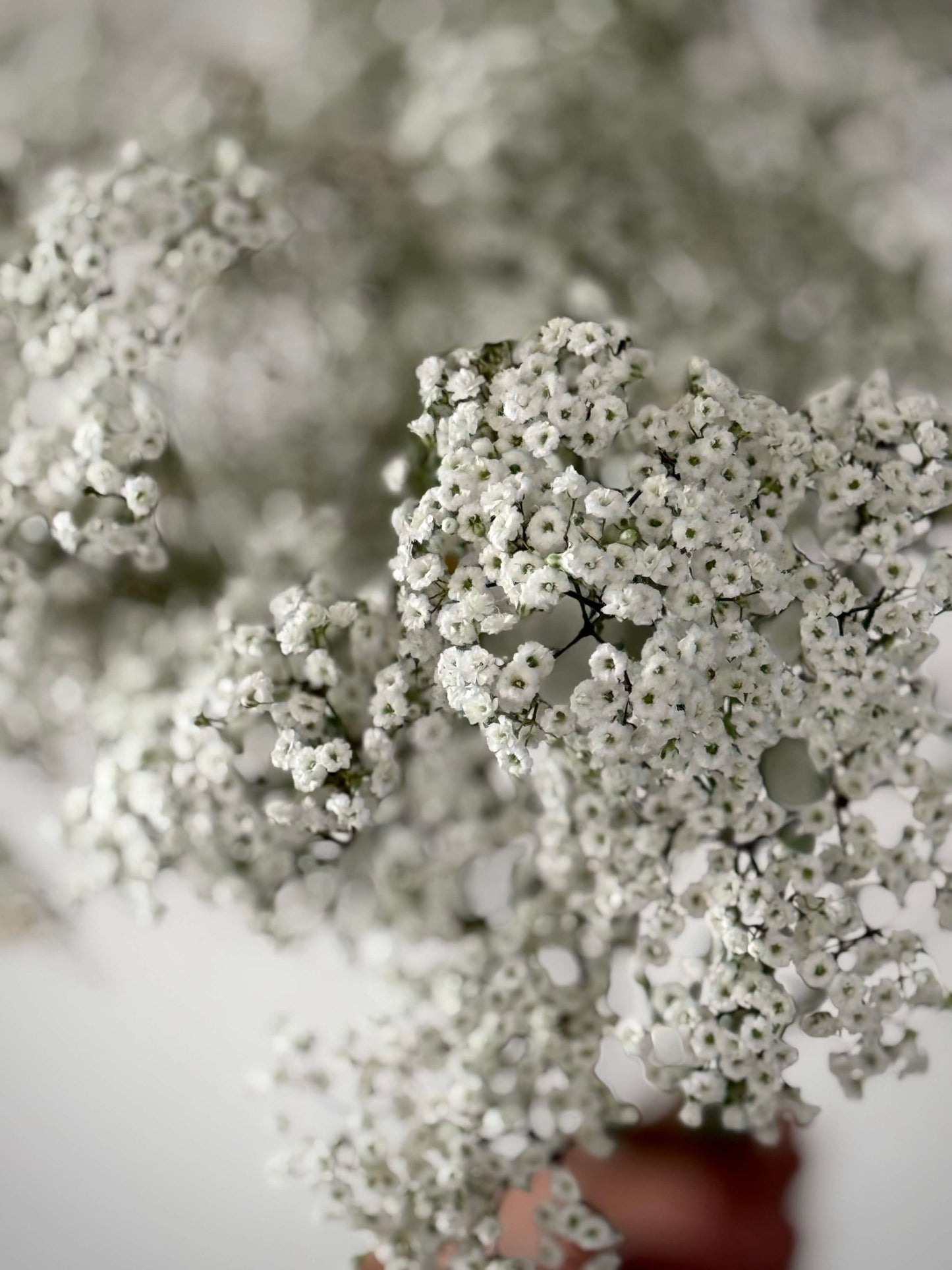 Baby's Breath - Floral Accents
