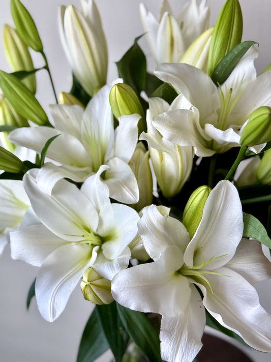 Lily Paradise (Lily ONLY bunch)
