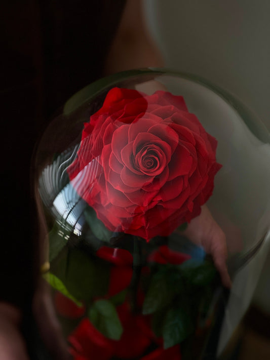 Le Petit Prince - Eternal Red Rose