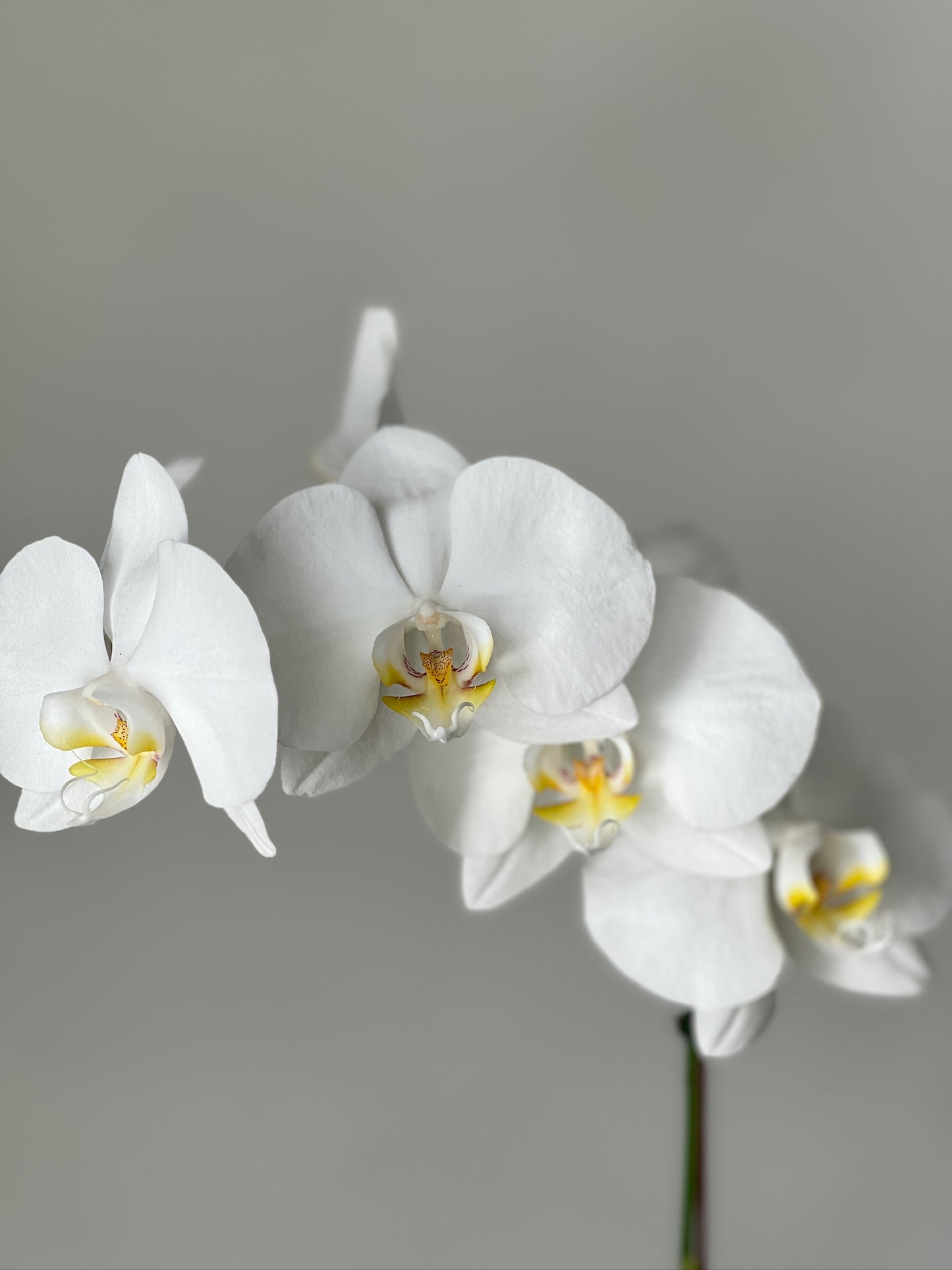 Phalaenopsis (Moth Orchid) White Single Spike