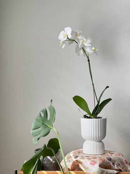 Phalaenopsis (Moth Orchid) White Single Spike