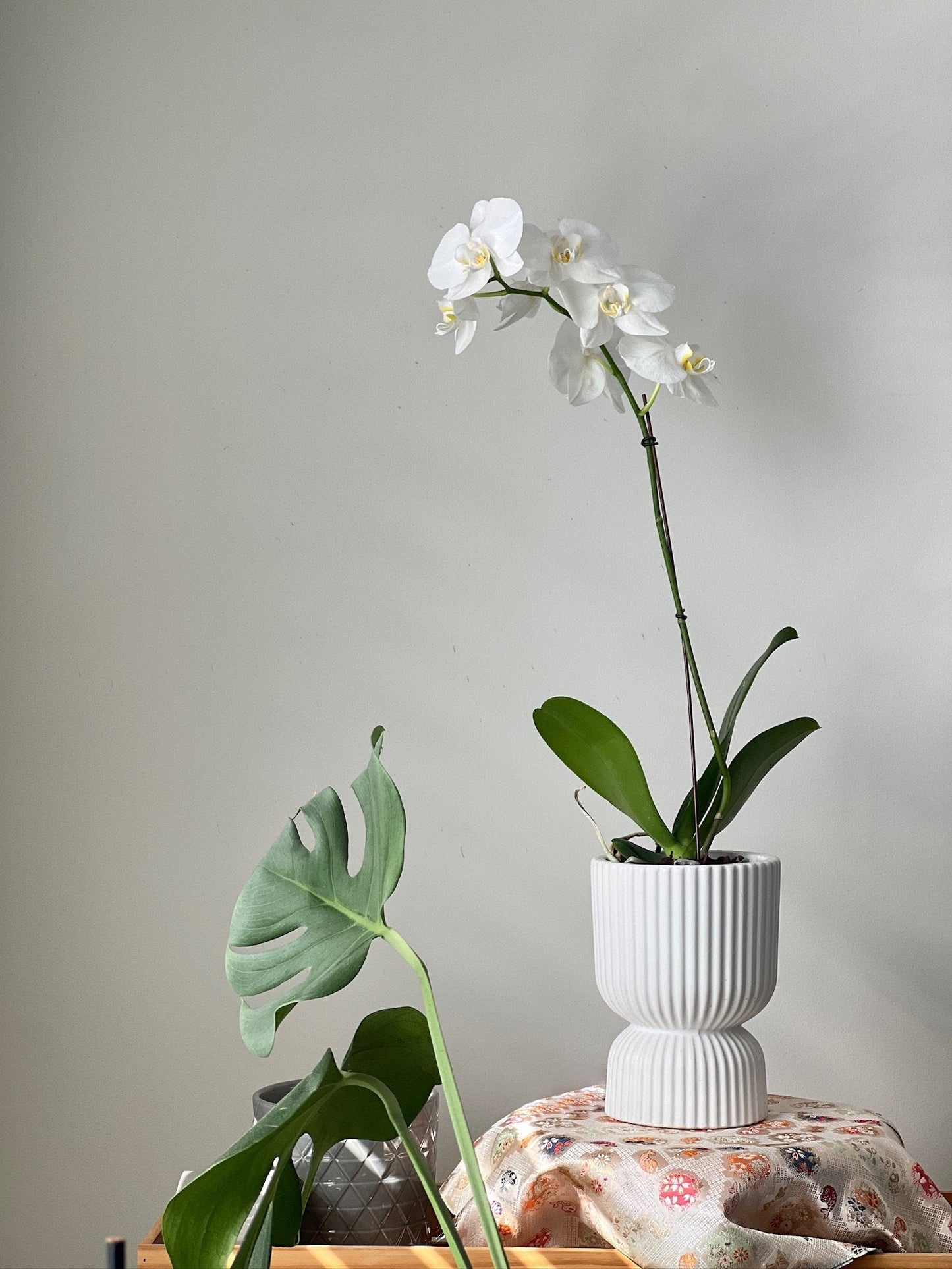 Phalaenopsis (Moth Orchid) White Single Spike (Mother's Day)