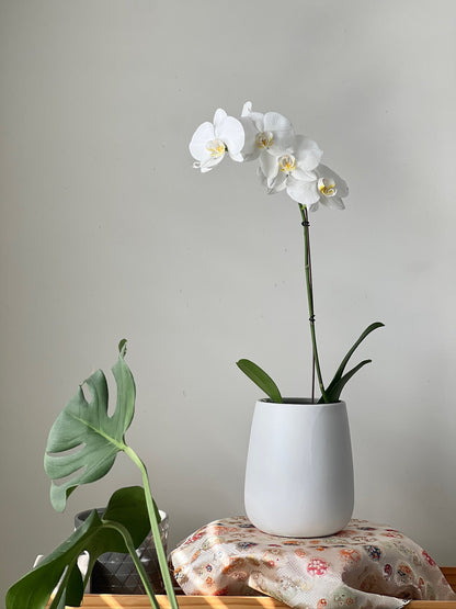 Phalaenopsis (Moth Orchid) White Single Spike