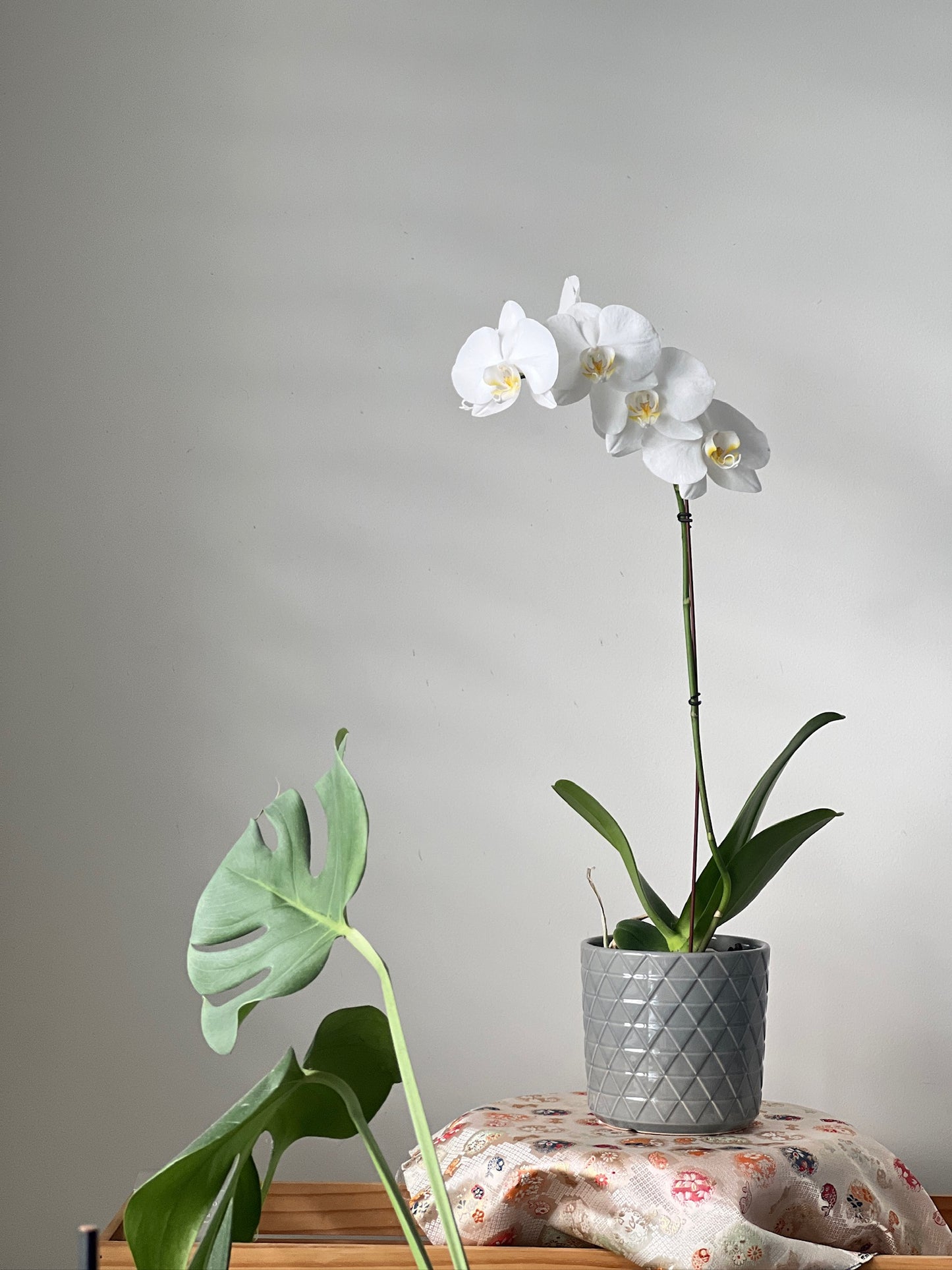 Phalaenopsis (Moth Orchid) White Single Spike