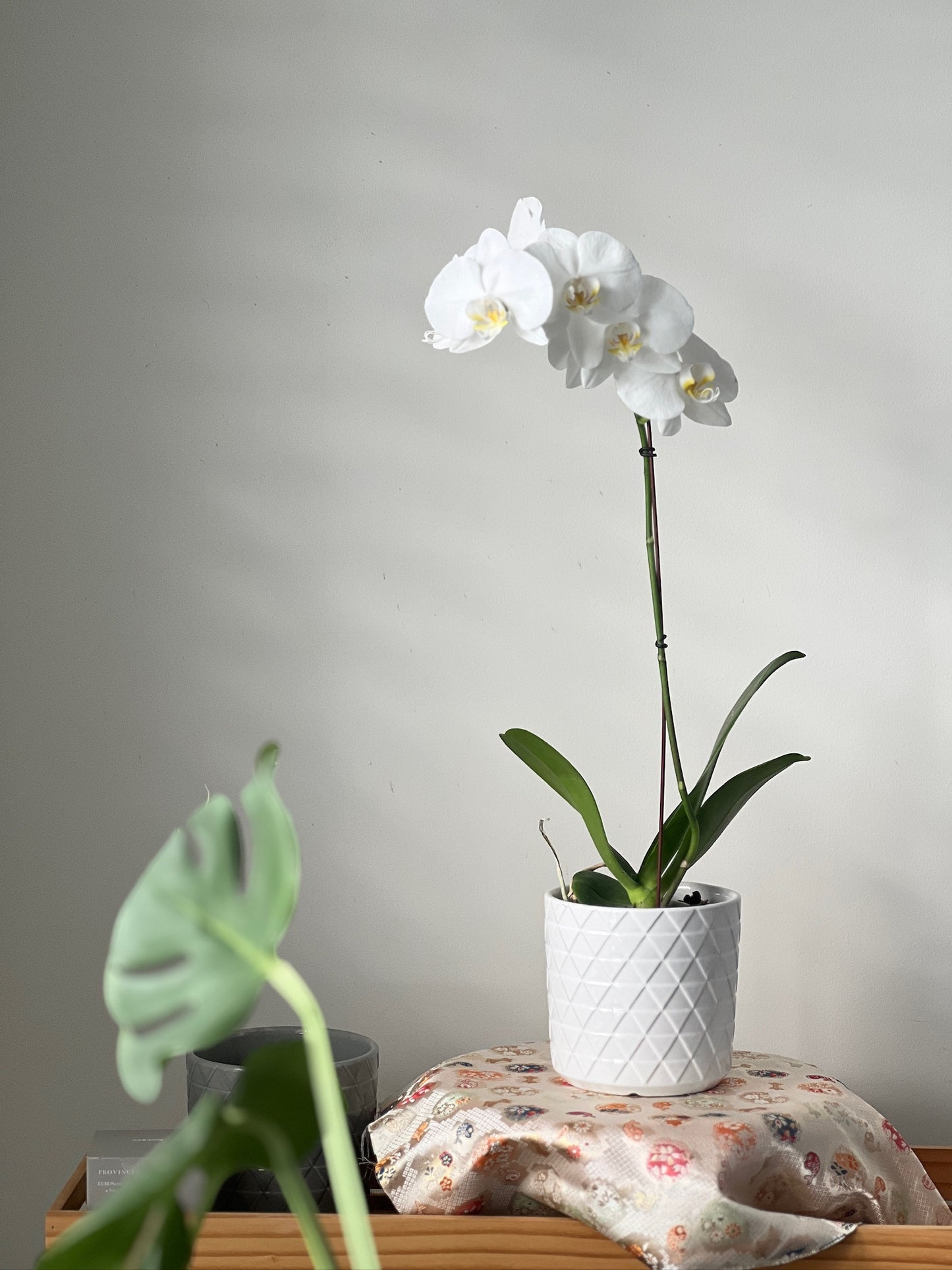 Phalaenopsis (Moth Orchid) White Single Spike