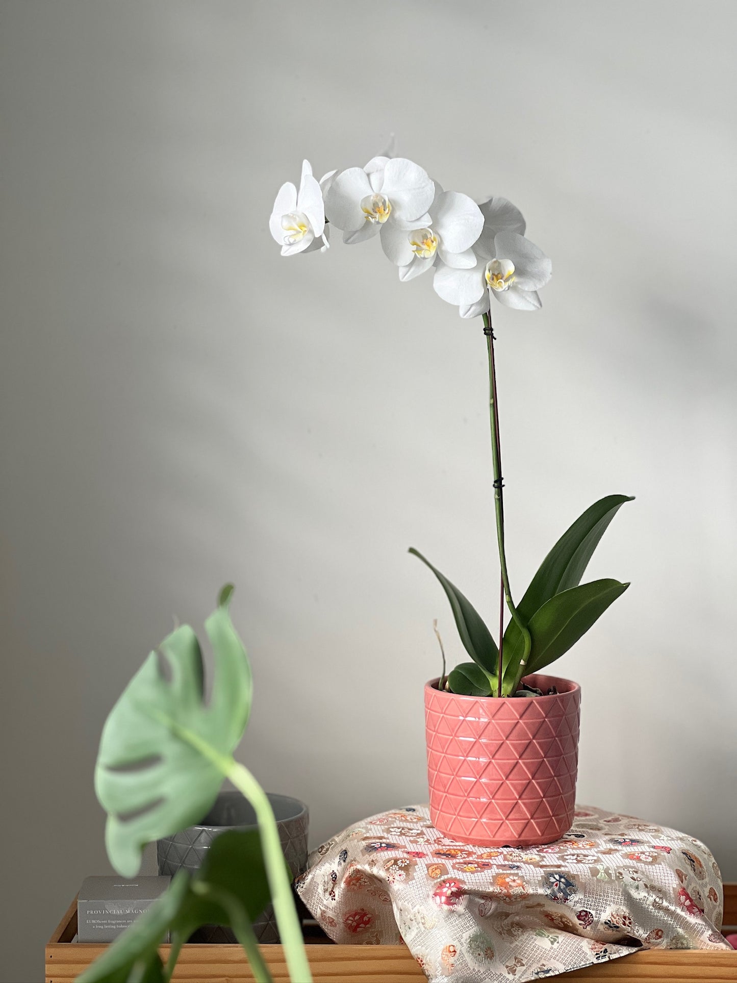 Phalaenopsis (Moth Orchid) White Single Spike