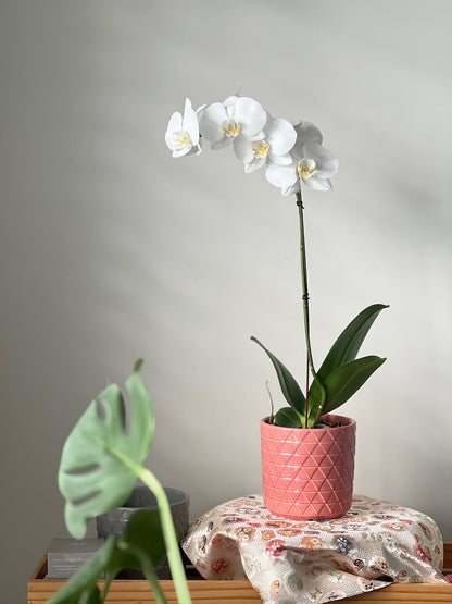 Phalaenopsis (Moth Orchid) White Single Spike