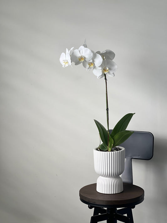 Phalaenopsis (Moth Orchid) White Single Spike