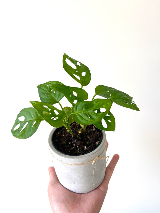 Monstera Adansonii (Swiss Cheese Plant)