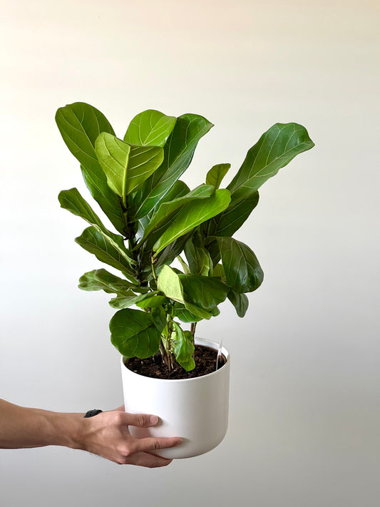 Fiddle-Leaf Fig (Ficus Lyrata) with Free Ceramic Pot