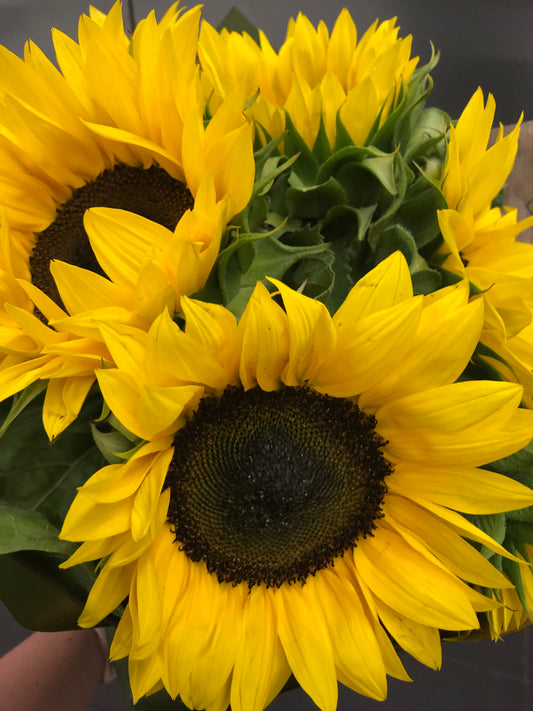 Sunny