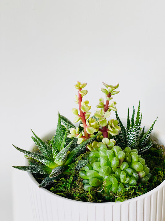 Succulent Garden Bowl