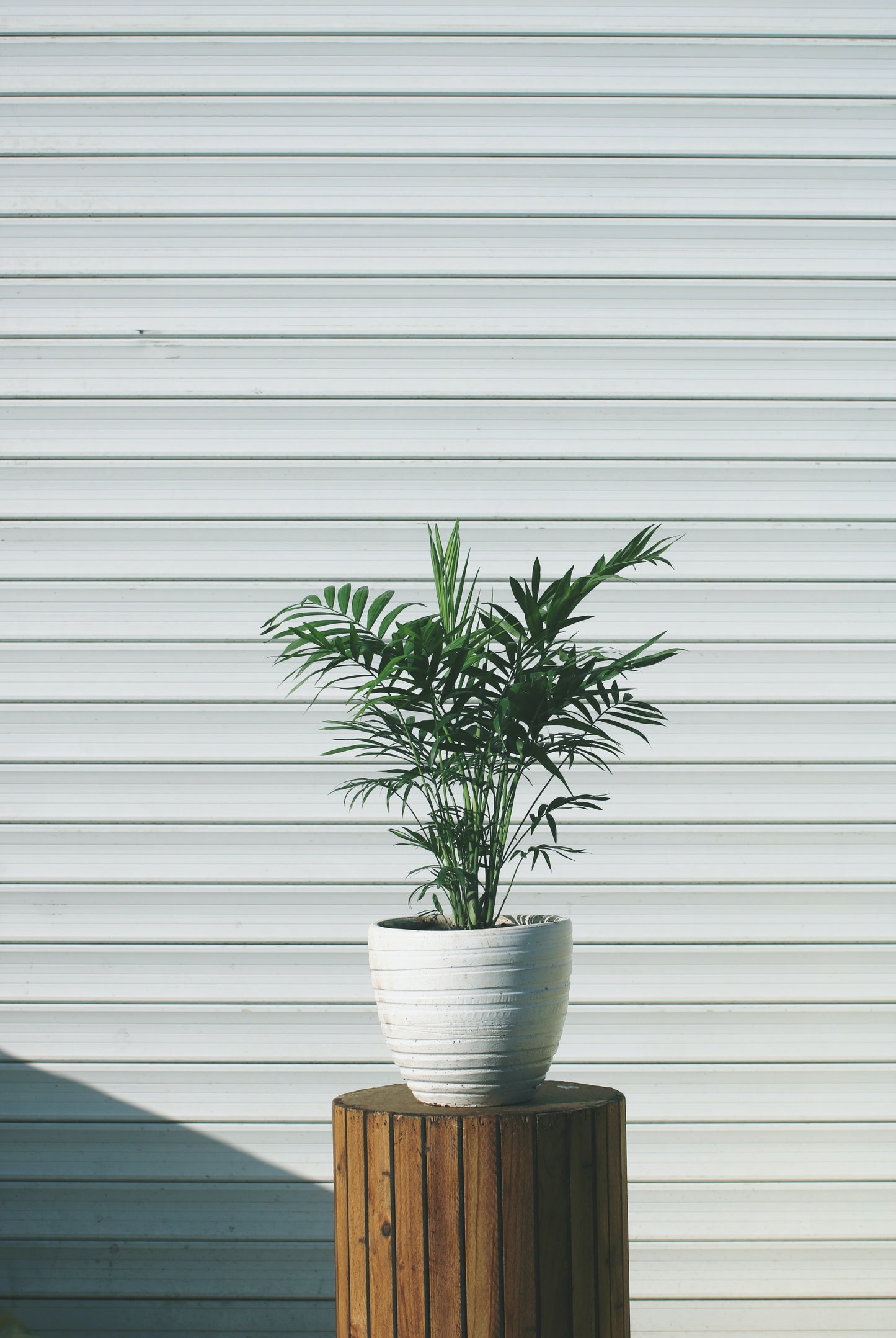 Parlour Palm (Chamaedorea elegans)