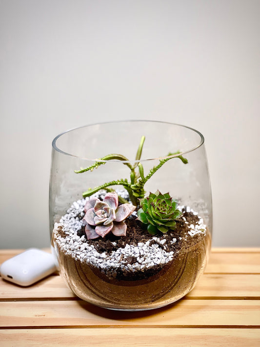 Succulent Glass Terrarium