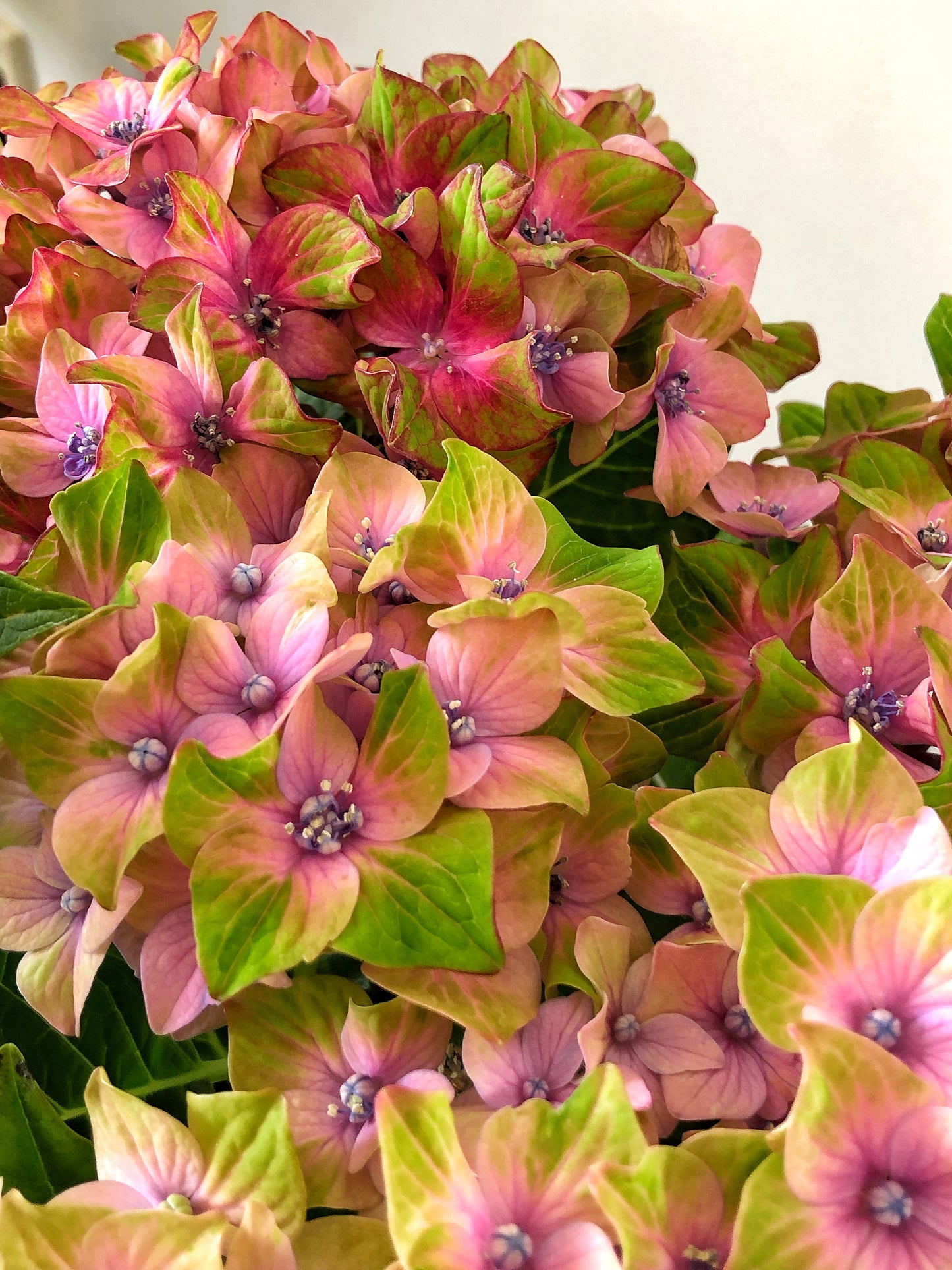 Hydrangeas