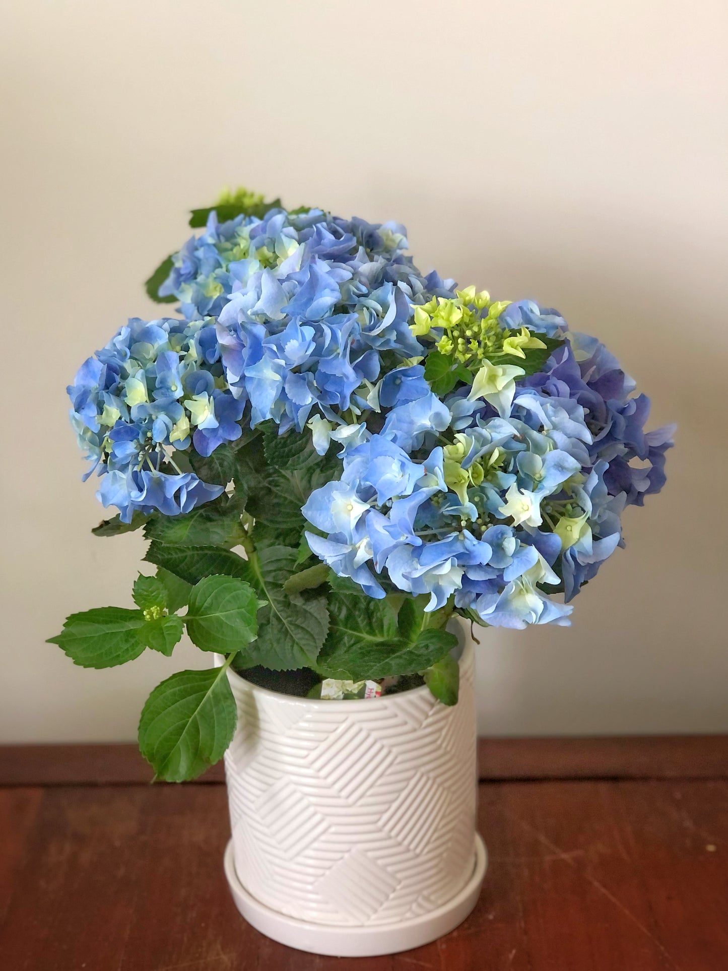 Hydrangeas