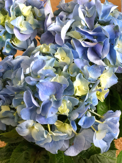 Hydrangeas