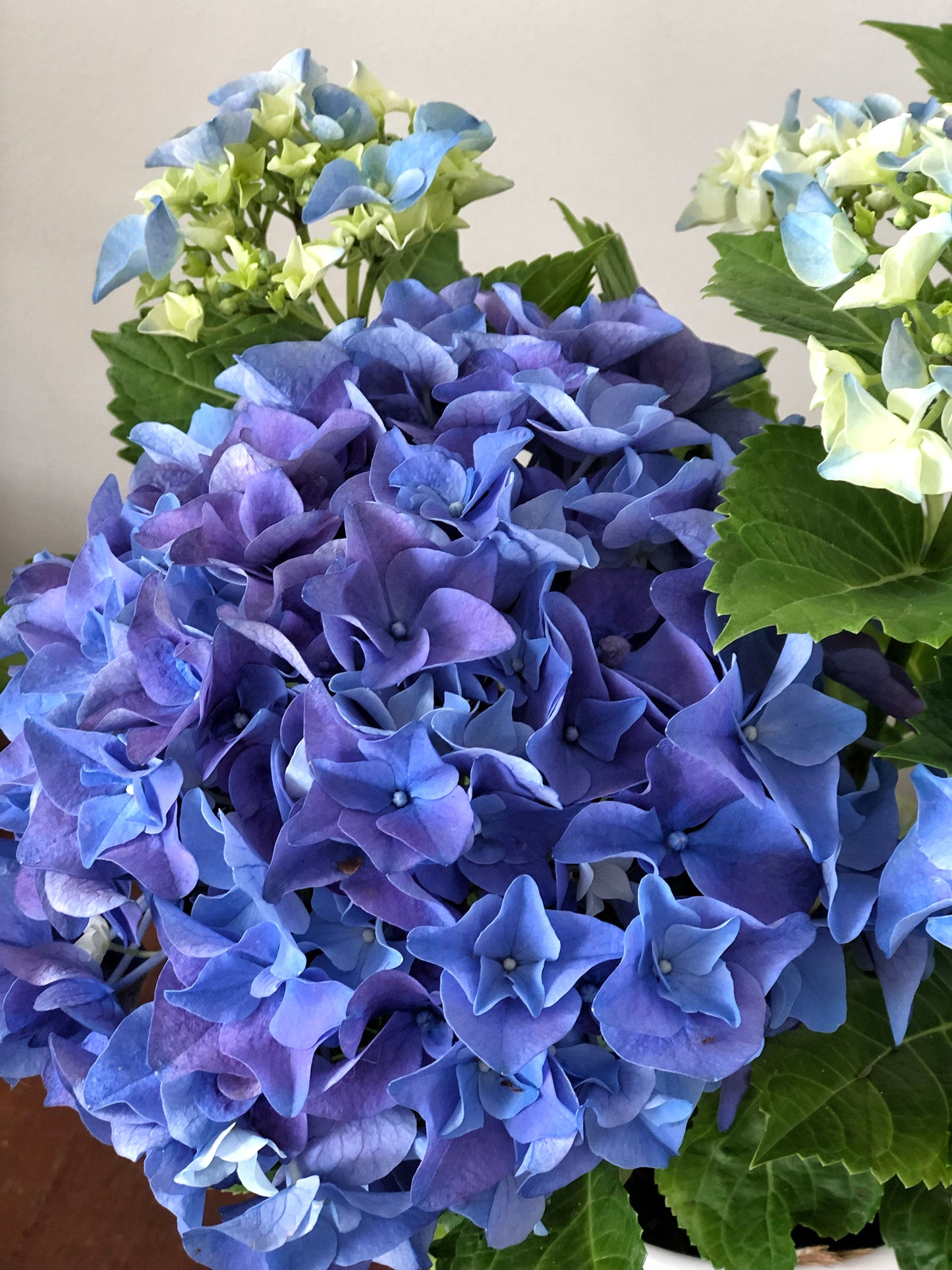 Hydrangeas