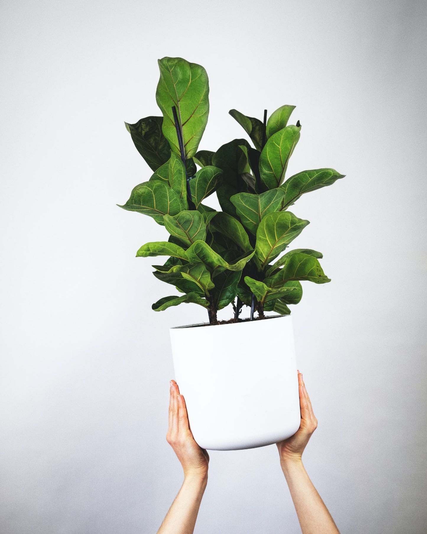 Fiddle-Leaf Fig (Ficus Lyrata)