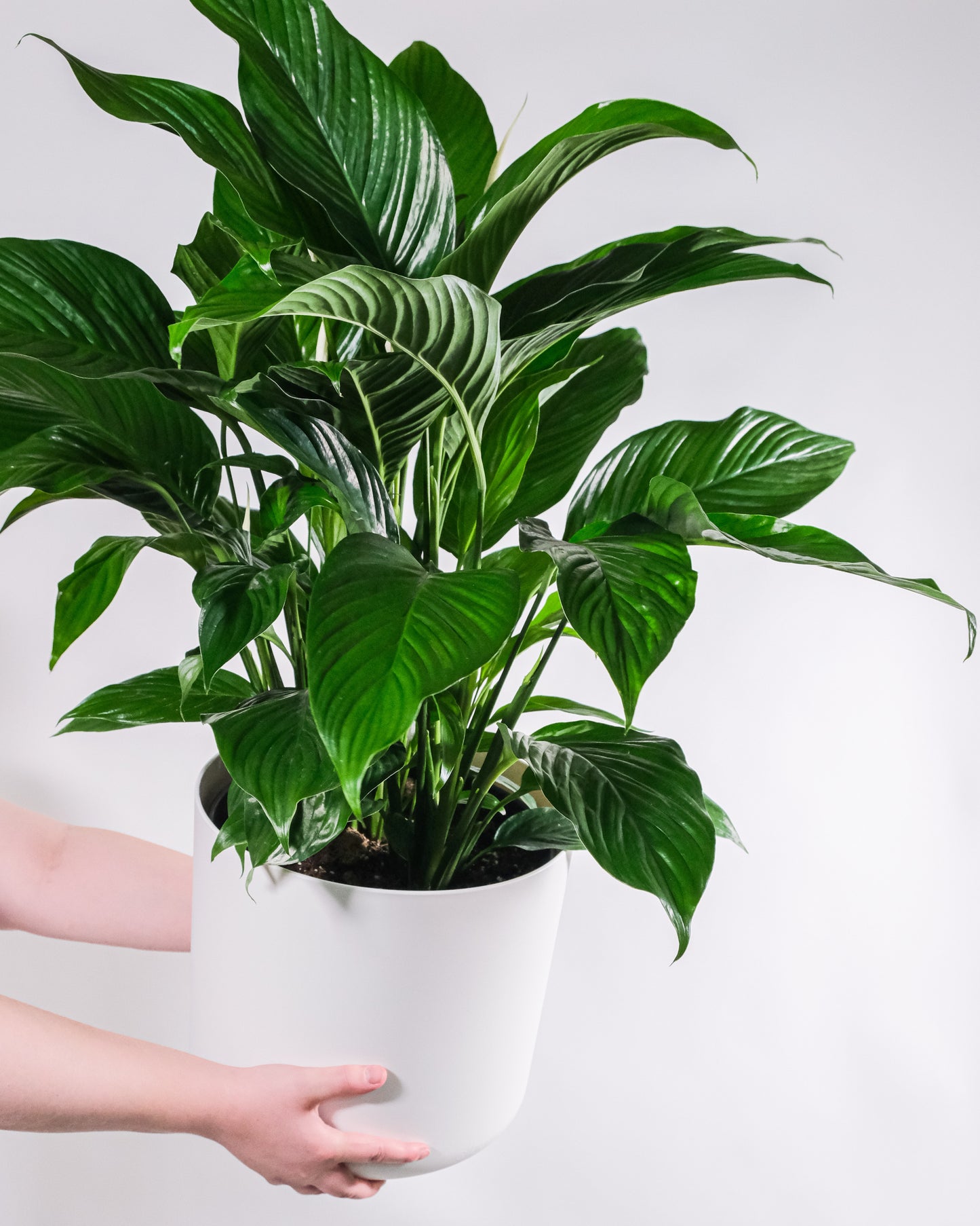 Peace Lily (Spathiphyllum)